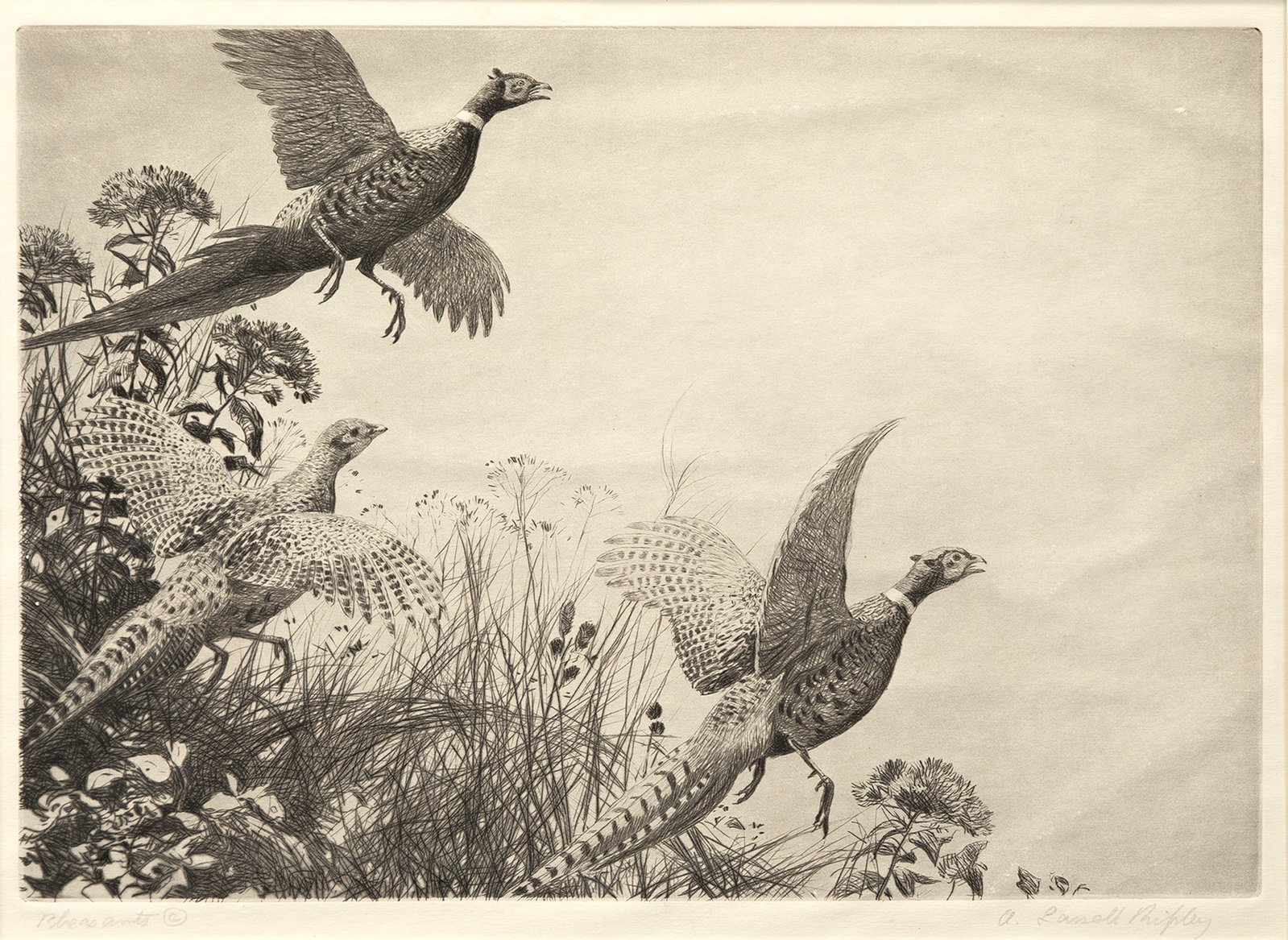Aiden Lassell Ripley (1896-1969), Pheasants (1 of 3)