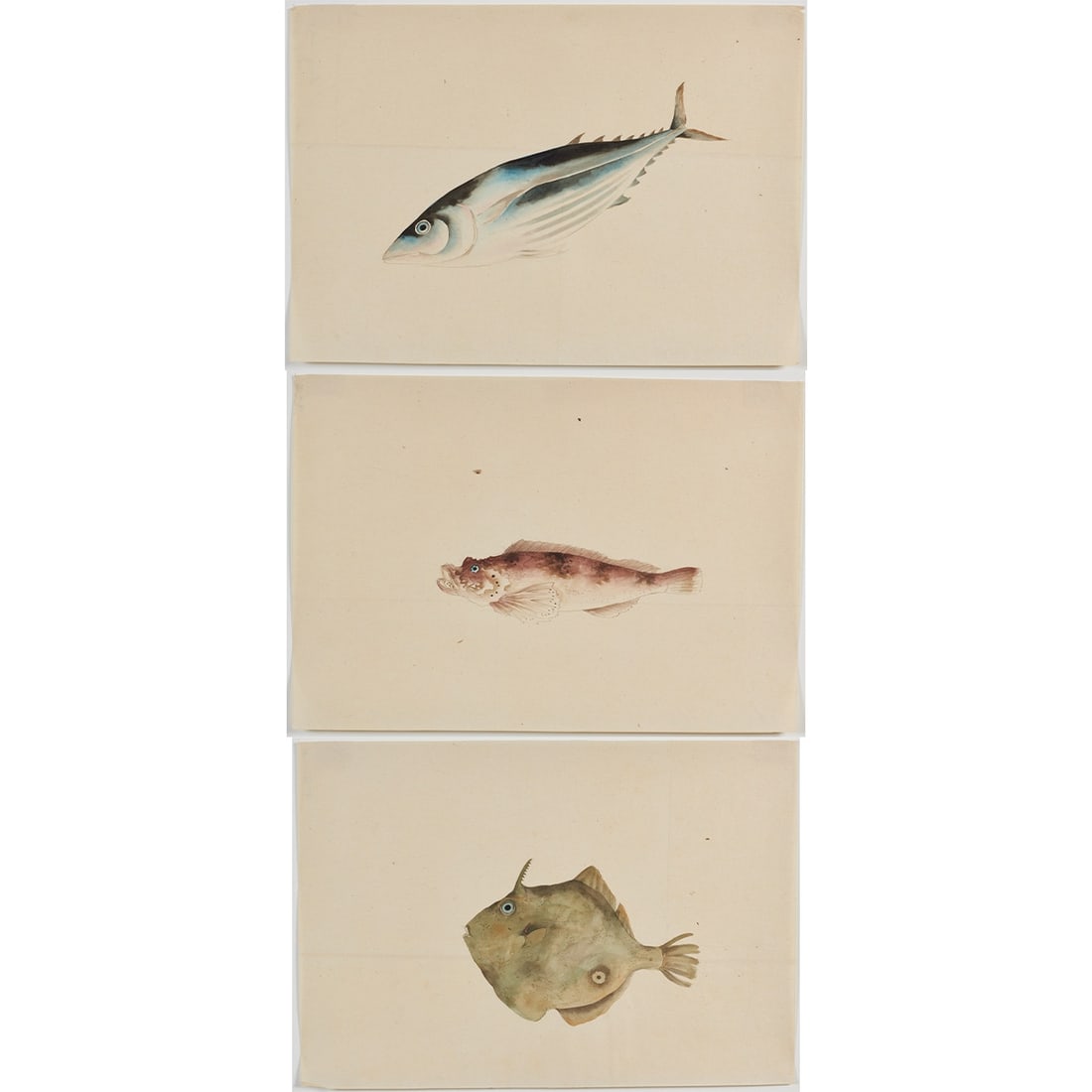 Ichthyology - 3 Japanese Fish Watercolors (1 of 4)