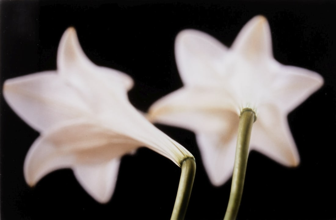 Thomas Florschuetz: Thomas Florschuetz 1957 Zwickau - "Untitled (Lilies)" - (2000) Cibachrome print/paper. 5/25. 20 x 30 cm (sheet size), 38.5 x 48 cm (dimensions with frame). Verso titled, numbered, signed and