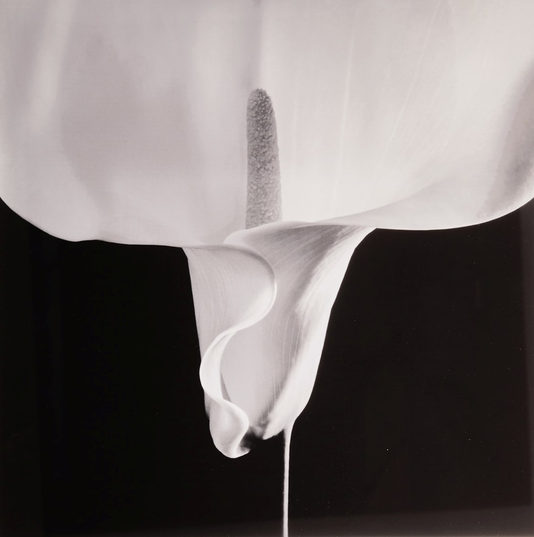 Robert Mapplethorpe (1 of 2)
