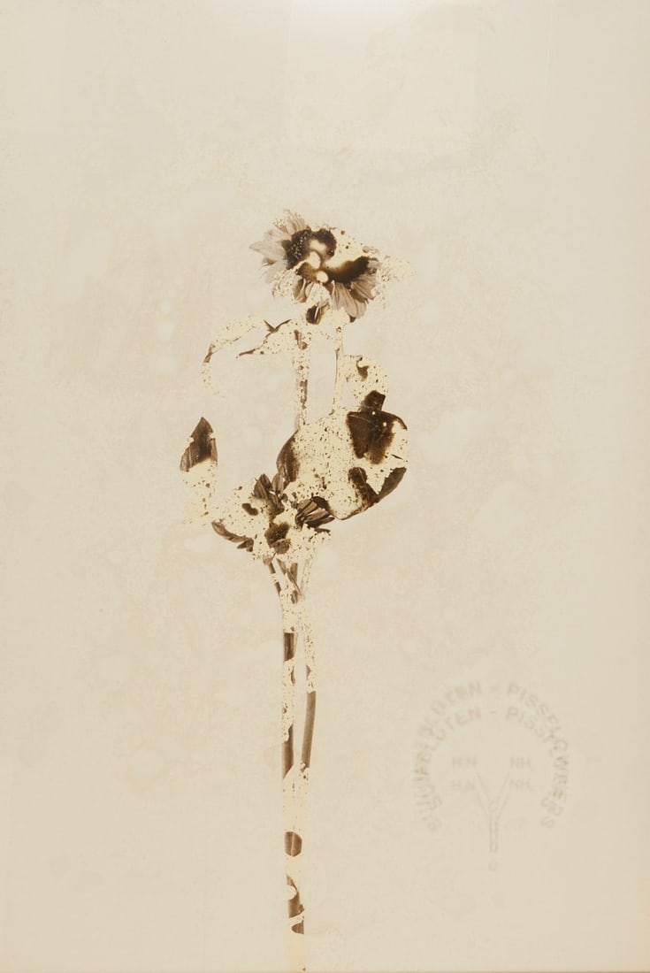 Stephan Reusse: Stephan Reusse 1954 Pinneberg - "Sumpfblüte" (Pissflowers) - (1996) Sodium silver/exposed photographic paper. 1/1. 148 x 99.4 cm (visible size), 153 x 103.5 cm (size with frame).