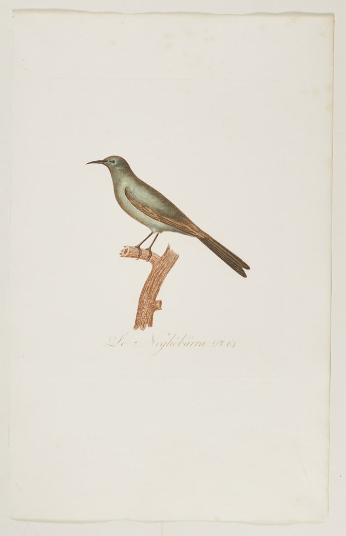 Jean-Baptiste Audebert: Jean-Baptiste Audebert 1759 Rochefort - 1800 Paris - "Le Neghobarra. Pl. 64" - Colored copper engraving/paper. 30 x 23.3 cm (plate size), 50.8 x 32.1 cm (sheet size). Titled in print. The sh