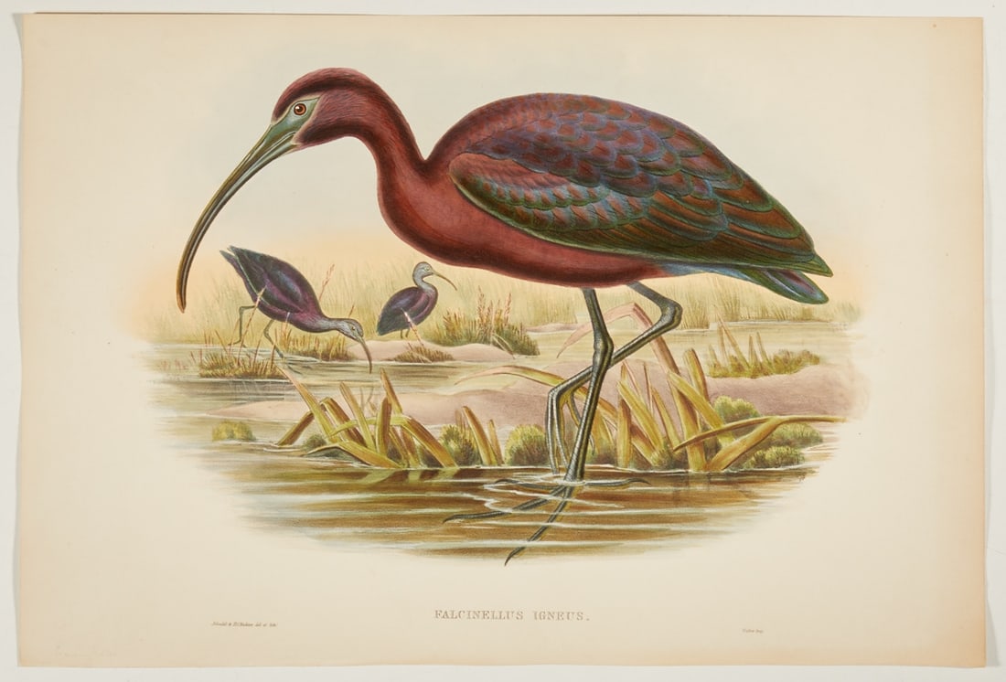 John Gould / Henry Constantine Richter (1 of 1)