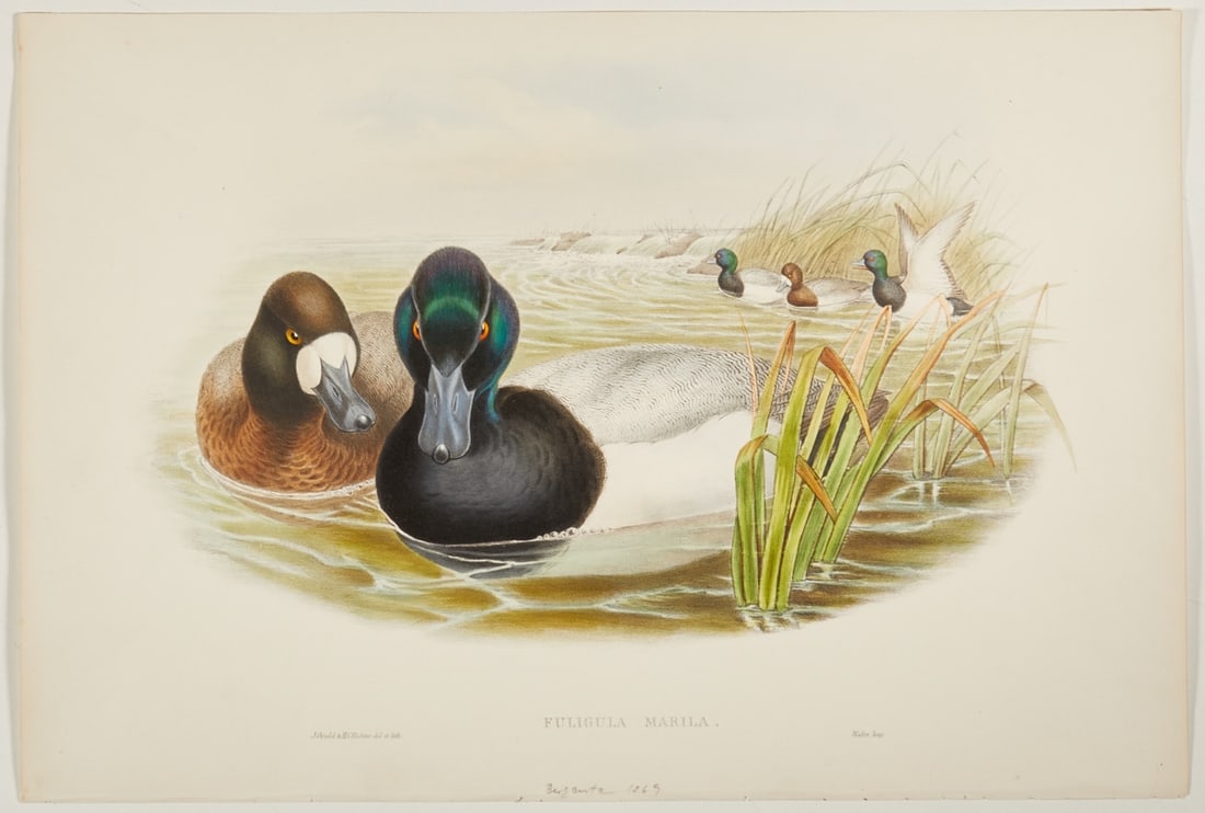John Gould / Henry Constantine Richter: John Gould (1804 - 1881) Henry Constantine Richter (1821 - 1902) - "Fuligula Marila" (Scaup) - (c. 1862-73) Color lithograph/paper. 37.5 x 55.5 cm. Inscribed in print lower left: J.Gould