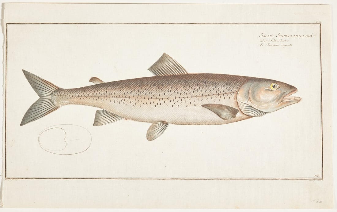 Ludewig Schmidt: Ludewig Schmidt (1753 - 1828) Krüger jun. - "Salmo Schifermulleri. The Silver Salmon" - Plate CIII from: "Ichthyologie, ou histoire naturelle generale et particulare des