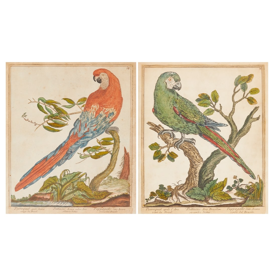 Unknown Engraver of the 18th/19th Century: Unknown Engraver of the 18th/19th Century - "Psittacus Arara" - 2 color. copper engravings/paper. Each 37 x 30.5 cm (plate size), 42.5 x 34 cm (visible size), 44 x 36 cm (dimensions with