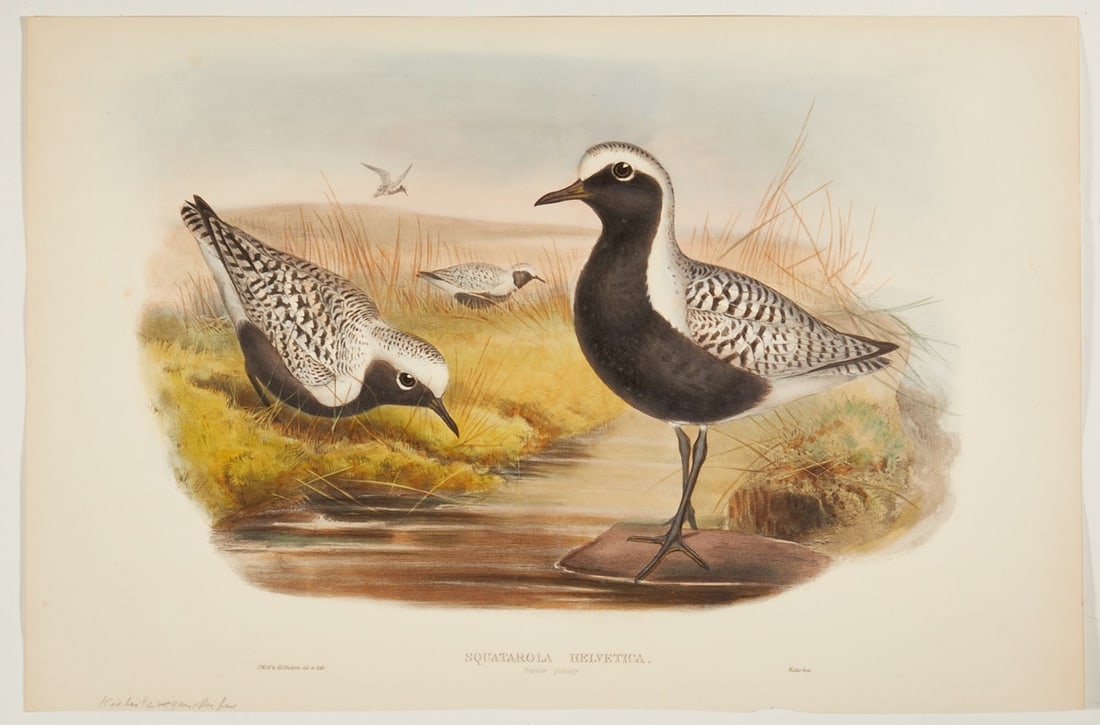 Joseph Wolf / Henry Constantine Richter: Joseph Wolf (1820 - 1899) Henry Constantine Richter (1821 - 1902) - "Squatarola Helvetica" (Grey Plover) - (approx. 1865) Colour lithograph/paper. 36.2 x 55.2 cm. Signed in print lower