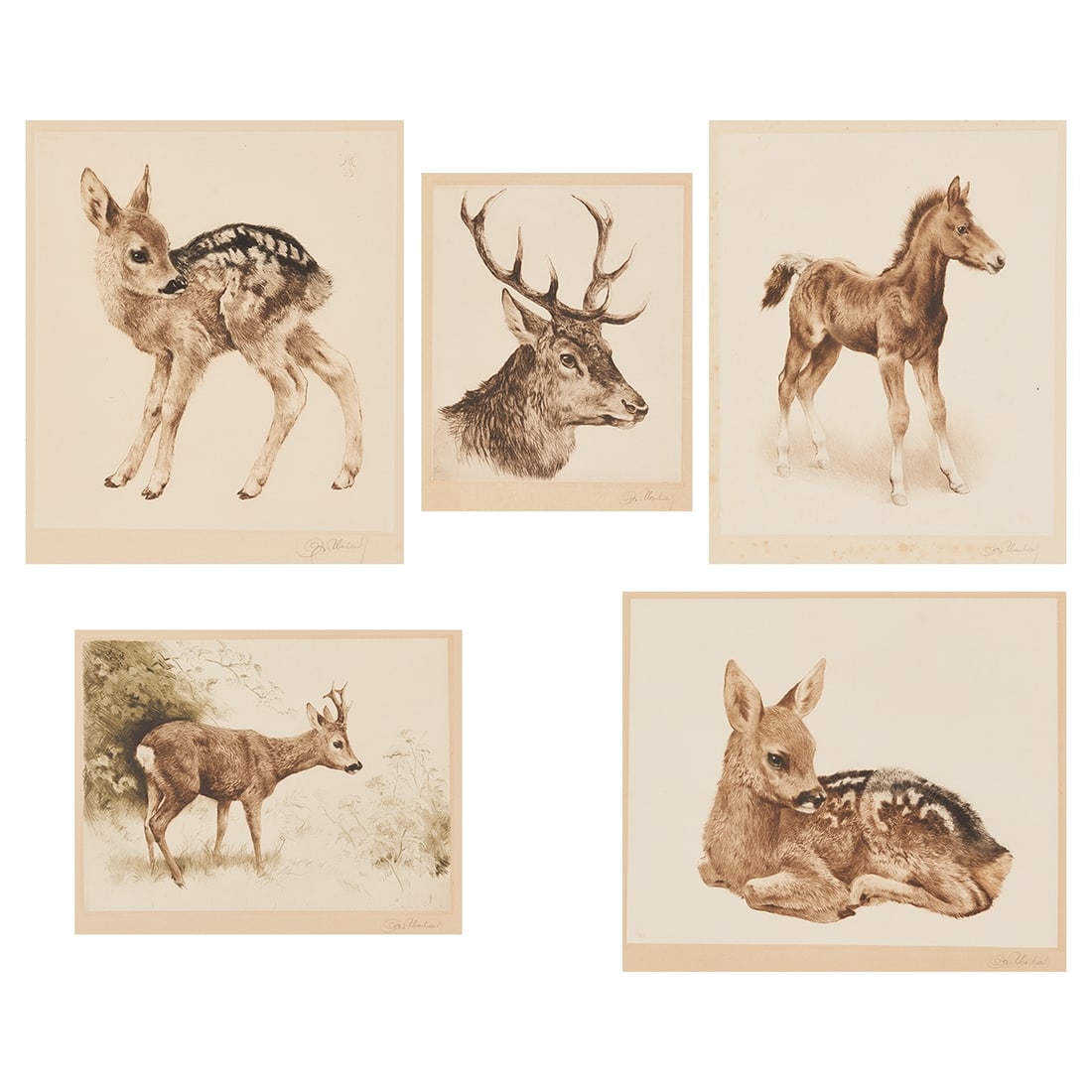 Kurt Meyer Eberhardt: Kurt Meyer Eberhardt 1895 Leipzig - 1977 Munich Collection - Foal - color etching/paper. 30 x 25 cm, 52.5 x 37.7 cm. Signed lower right: Eberhardt. Embossed stamp lower left: Franz Hanfstaengl Munich.