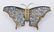 Carrera y Carrera Platinum & Diamond Butterfly Brooch