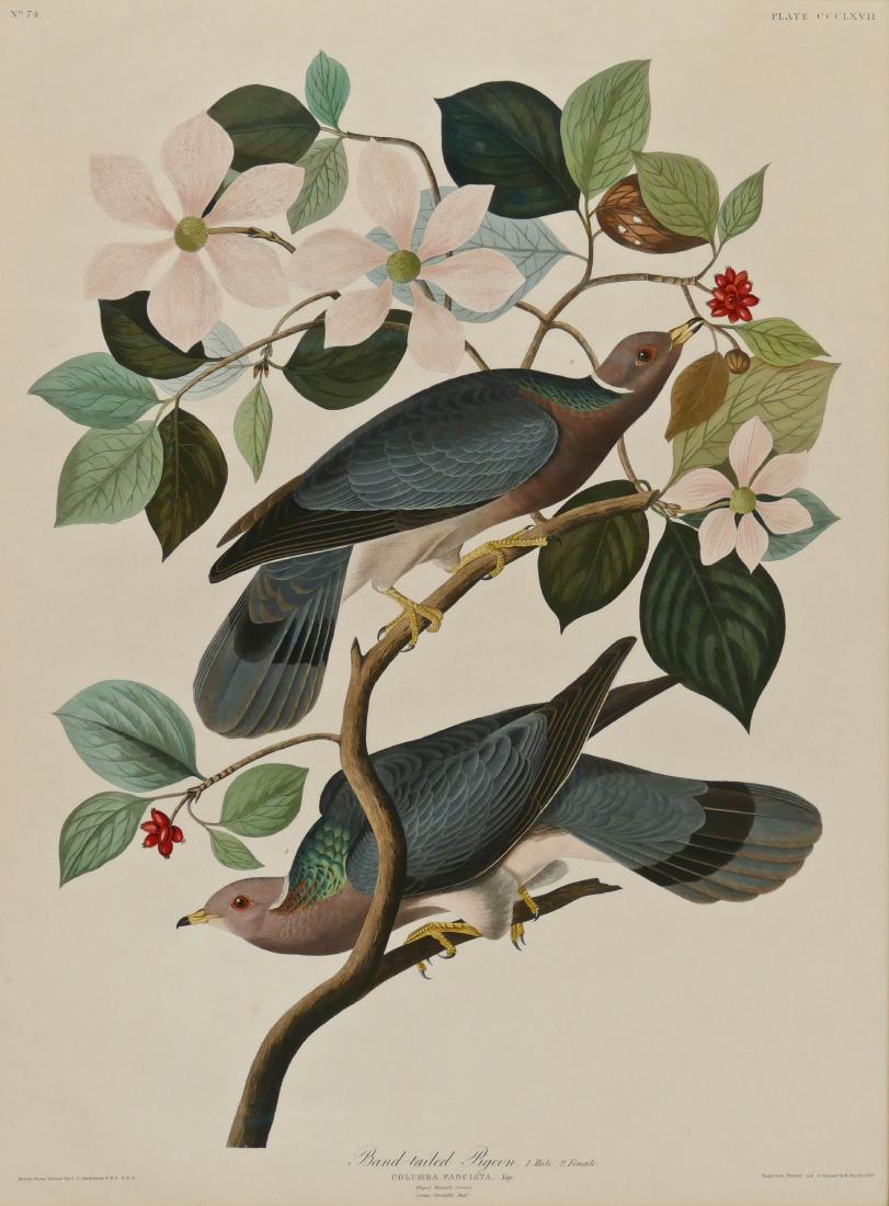J.J. Audubon ''Band-tailed Pigeon'' Plate 367 Tinted (1 of 3)