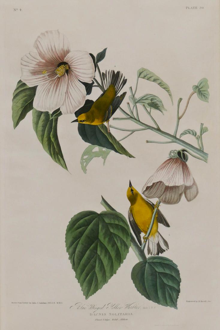 J.J. Audubon ''Blue Winged Yellow Warbler'' Plate 20 (1 of 3)