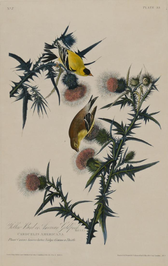 J.J. Audubon ''Yellow Bird or American Goldfinch'' (1 of 3)