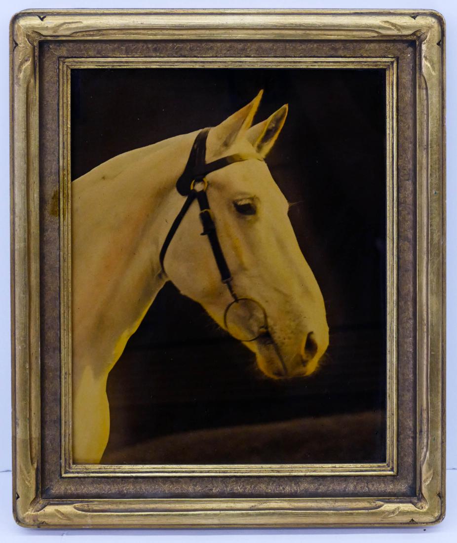 Vintage Horse Portrait Orotone Photograph 10''x8'' (1 of 1)