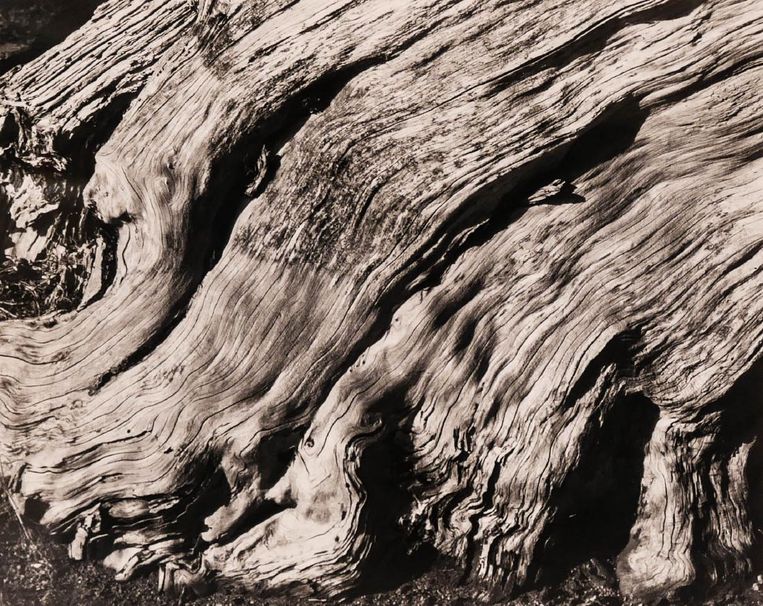 Edward Weston (1886-1958 American) ''Cypress, Point (1 of 3)