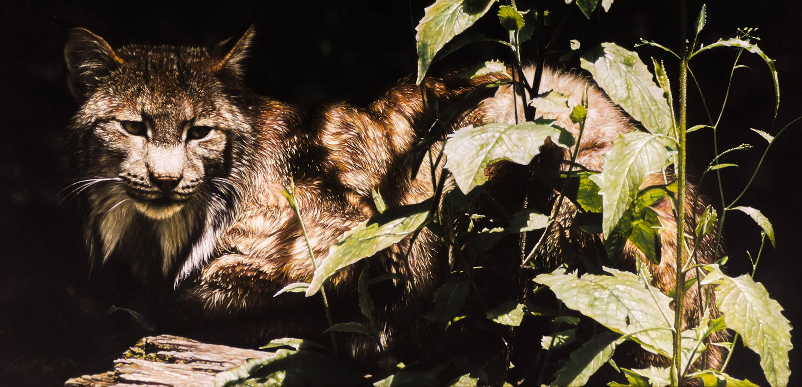 Collin Bogle (b.1974 Washington) Bobcat Stalking 1996: Collin Bogle (b.1974 Washington) Bobcat Stalking 1996 Pastel & Colored Pencil on Paper 14''x28'' Image. Impressive photo realist wildlife composition of a stalking bobcat. Signed and dated l.l. Galler