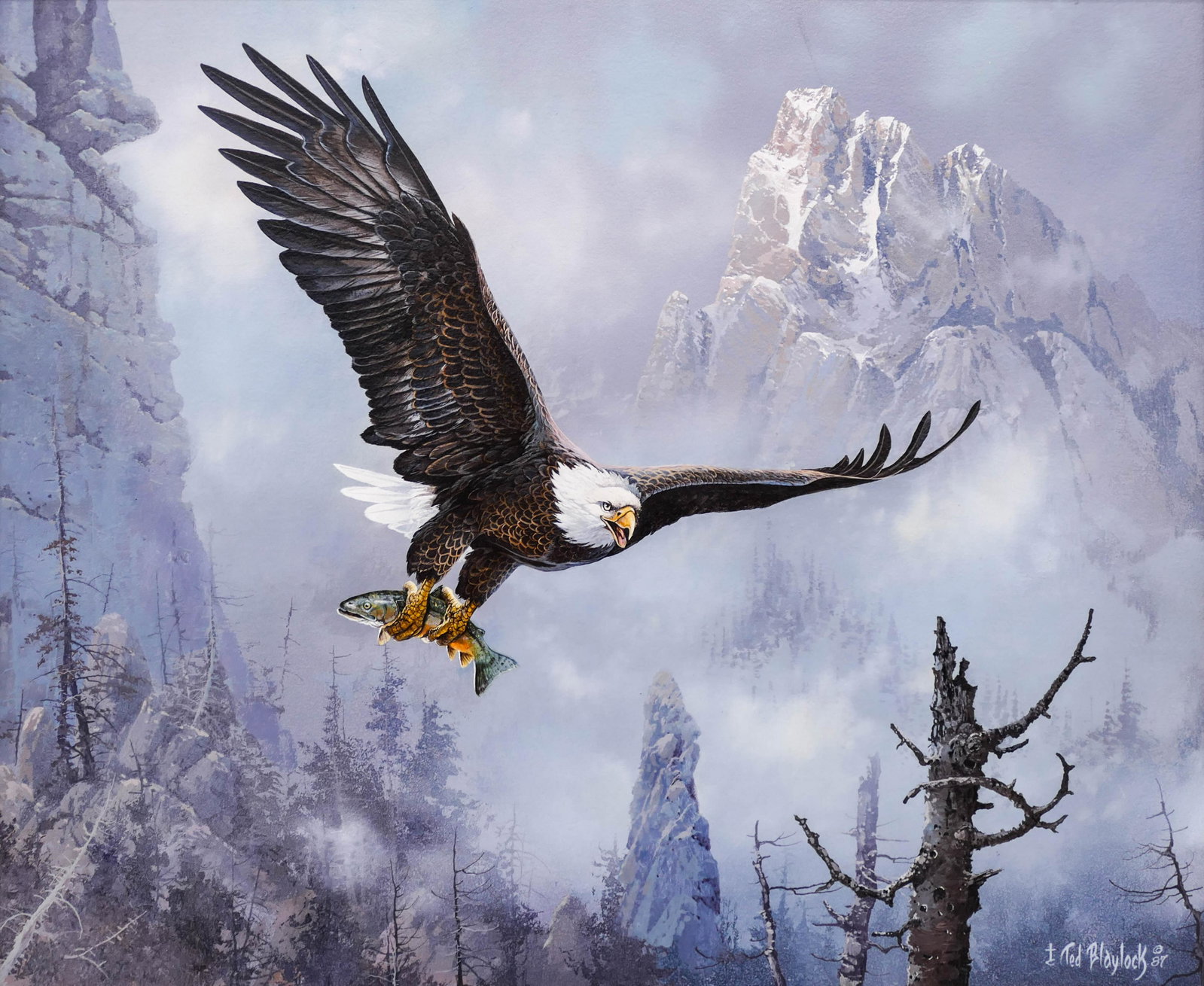 Ted Blaylock (b.1946 Arizona) ''Family Provider'' 1987: Ted Blaylock (b.1946 Arizona) ''Family Provider'' 1987 Oil on Board 20''x24'' Image. Impressive wildlife composition of an eagle with salmon catch in winter landscape. Signed and dated l.r. Framed 25'