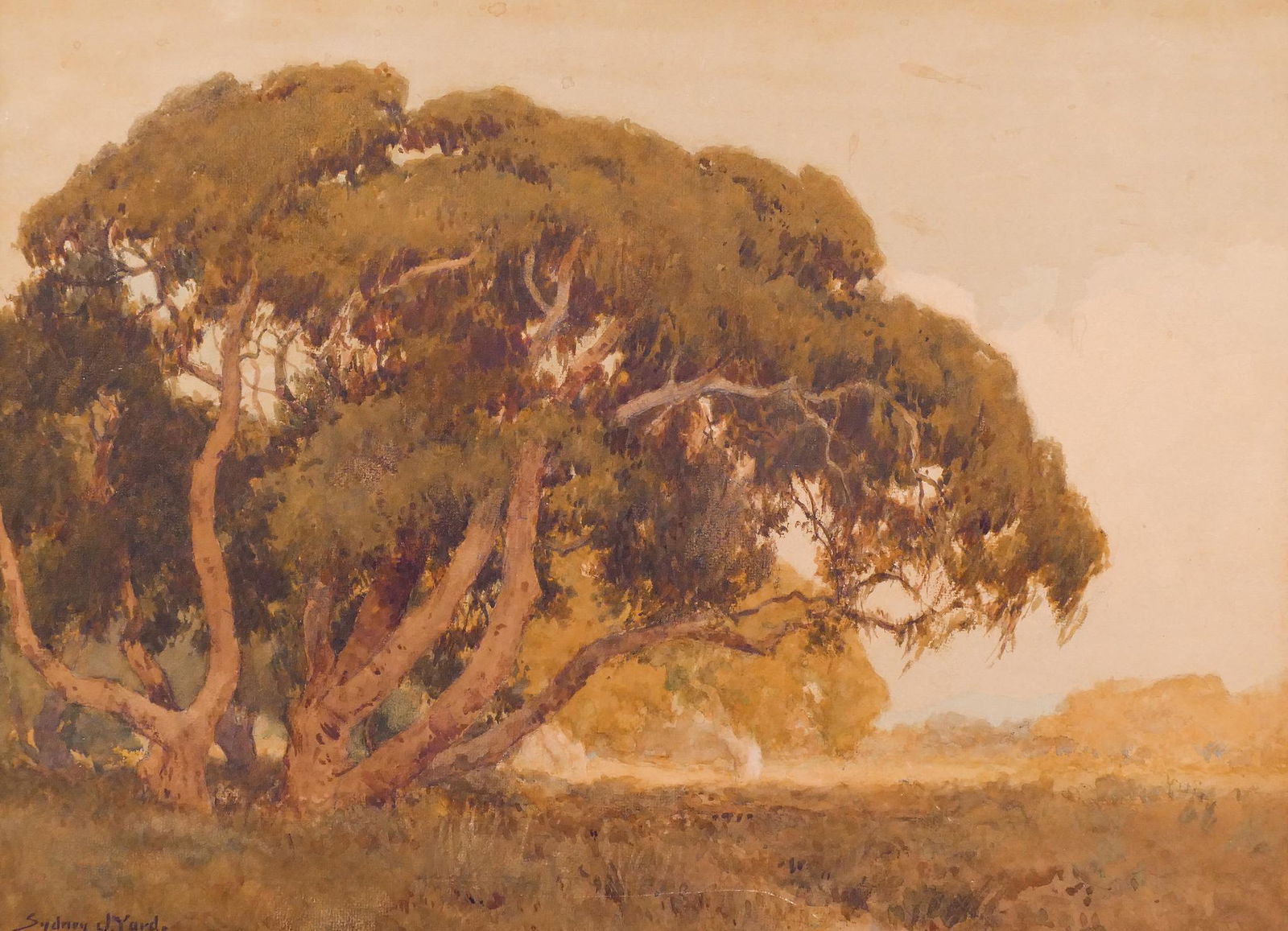 Sydney Yard ''The Lone Oak'' Watercolor on Board (1 of 3)