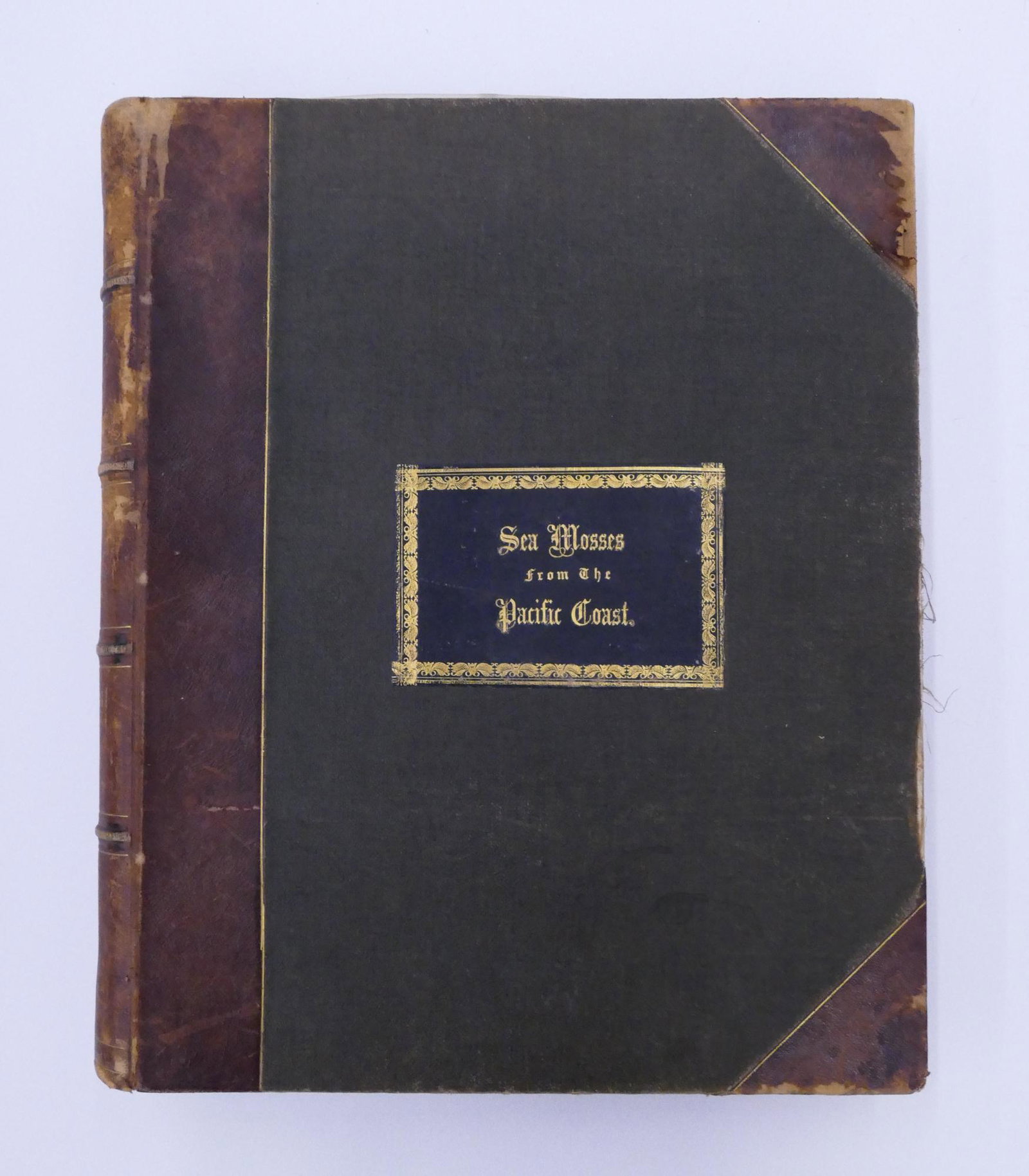 Antique Album of Sea Mosses from the Pacific Coast: Sea Mosses from the Pacific Coast, 1879. Antique leather bound album of Sea Moss samples mostly gathered in California. Includes 77 pages of pressed sea mosses. Most pages are single moss displays wit