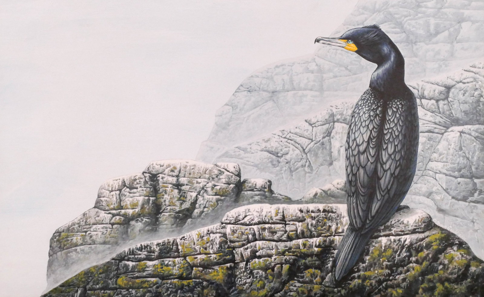 Shawn Gould ''Cormorant'' Acrylic on Board: Shawn Gould (21st Century California) ''Cormorant'' Acrylic on Board, 2002. 17''x27.5'' An exceptionally detailed image of a double crested cormorant perched on rocks by National Geographic illustrato