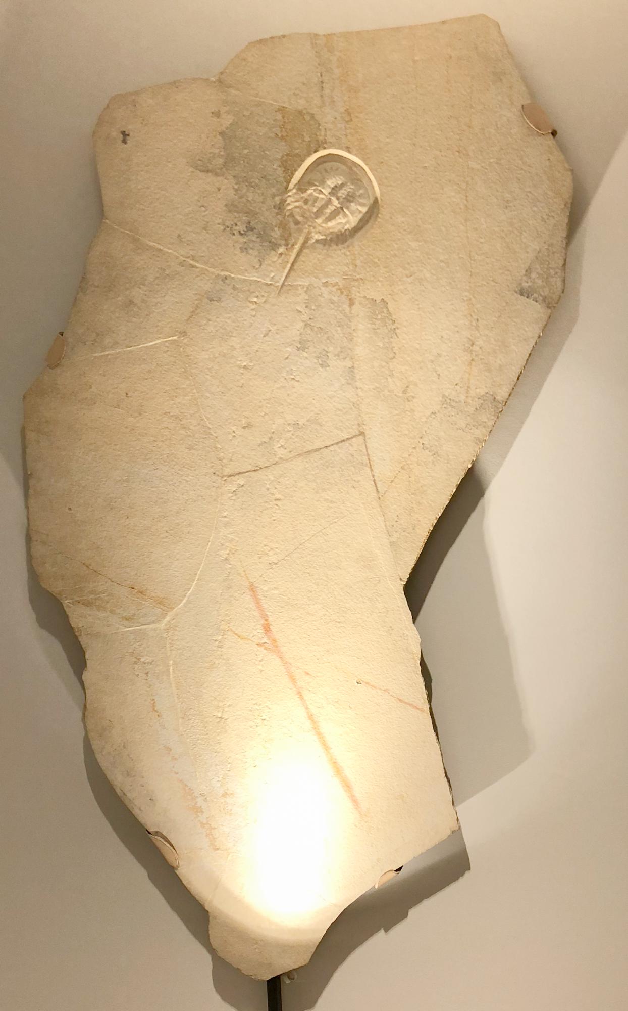 Horseshoe Crab with Tracks Fossil in Limestone, Jurassi: Horseshoe Crab with Tracks Fossil in Limestone, Late Jurassic Period. Large limestone matrix measuring 65''x33'' and approx. 1'' thick with fossil measuring 10''x5.5''. Heavy duty hanging frame secure