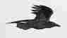 item-131057626=3
