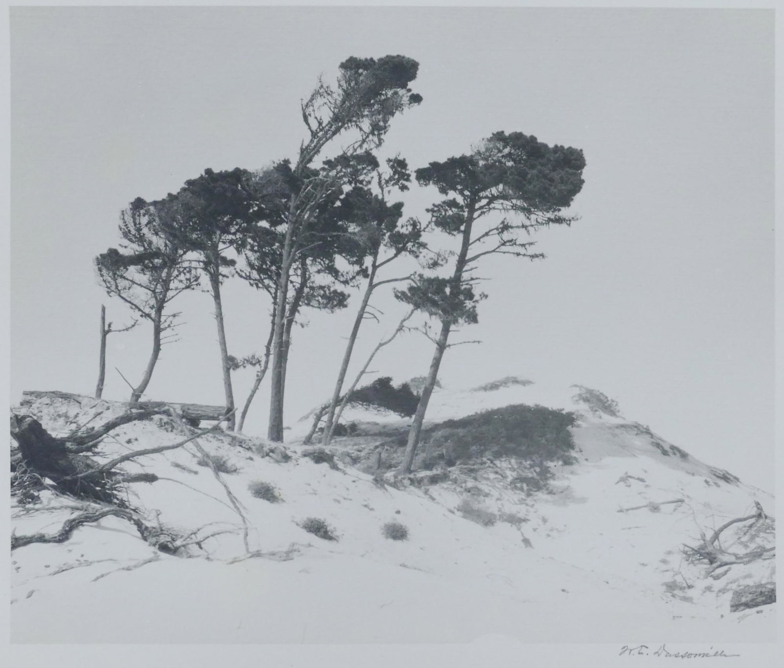 William Dassonville ''Cypress Trees'' Silver Print: William Dassonville (1879-1957 American) ''Cypress Trees'' Silver Print 8''x10'' Image. California photograph with dunes likely in Carmel or Monterey. Pencil signed lower margin with estate stamp on v