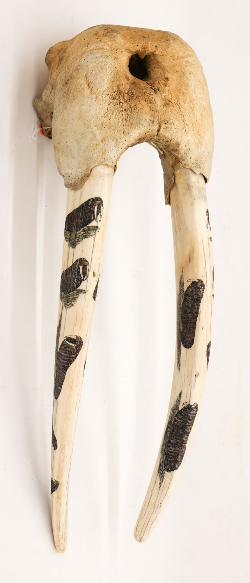 Old Alaskan Scrimshawed Walrus Skull: Old Alaskan Scrimshawed Walrus Skull 29''x10''. Polychrome scrimshawed walrus motifs on the tusks. Old lead game tags affixed to verso. No visible signature. Some old repairs to tusk mounts. Mid 20th