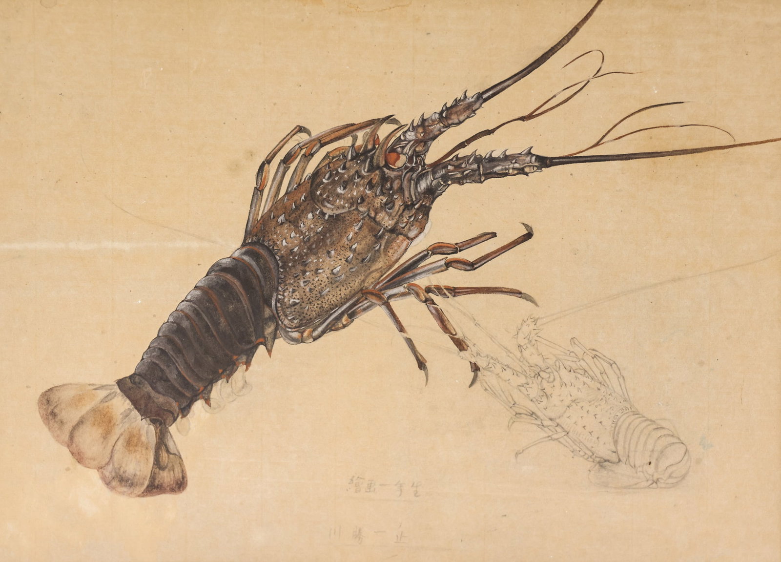 Antique Japanese Lobster Gouache Painting: Antique Japanese Lobster Gouache and Graphite on Paper 10.5''x15'' Sight. Signed in kanji lower center. Framed 21''x25'' .Visibly in excellent condition. Not examined outside of framing. (BS)