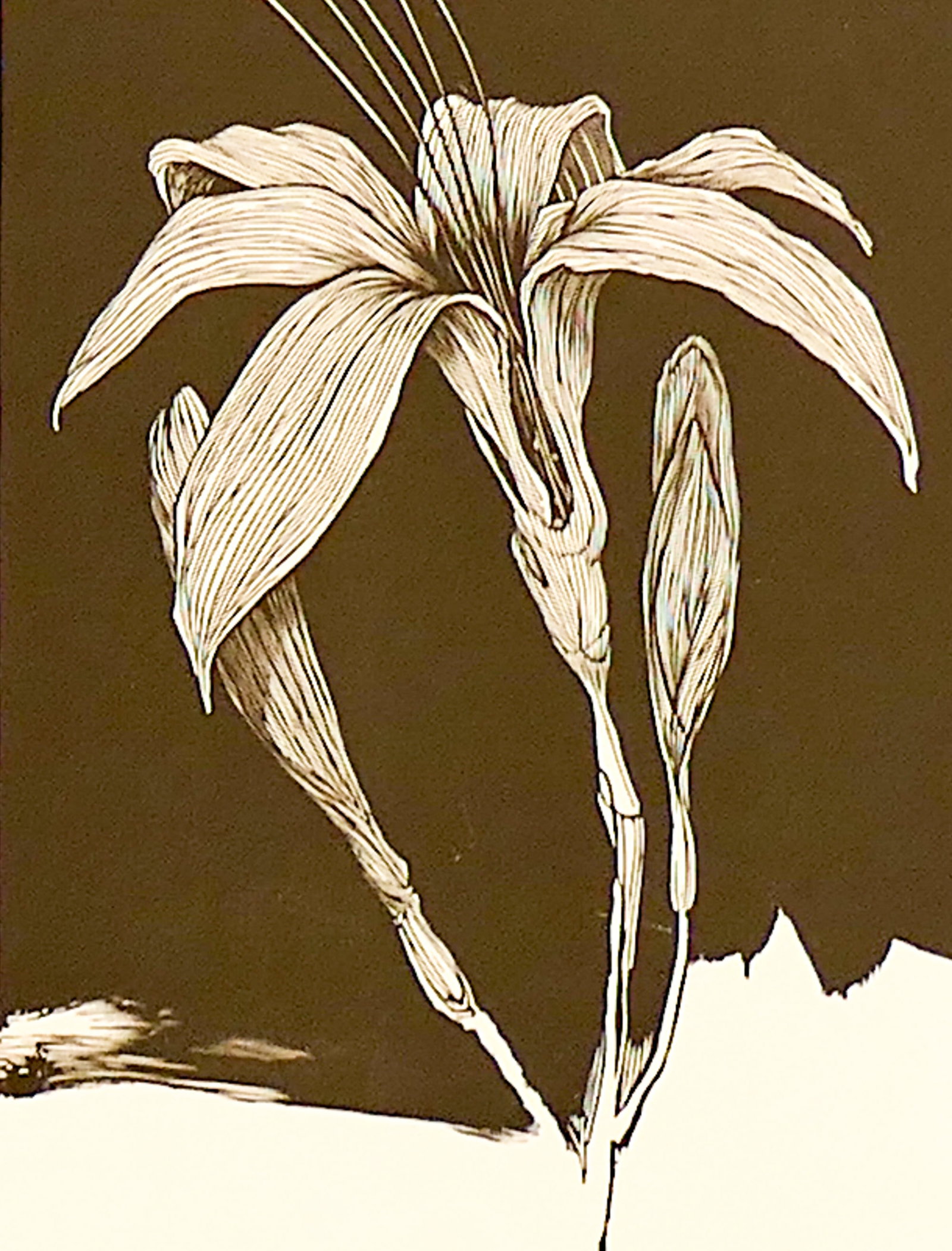 Barry Moser "Hemerocallis Flava" 1978 Etching on Paper (1 of 3)