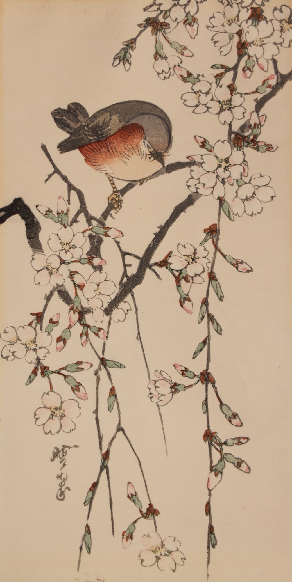 Kawanabe Gyosui "Bird and Weeping Cherry" Woodblock Print (1 of 2)