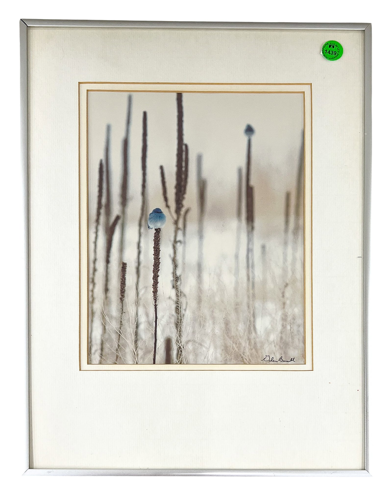 Galen Burell "Mountain Blue Bird" C-Print - 2