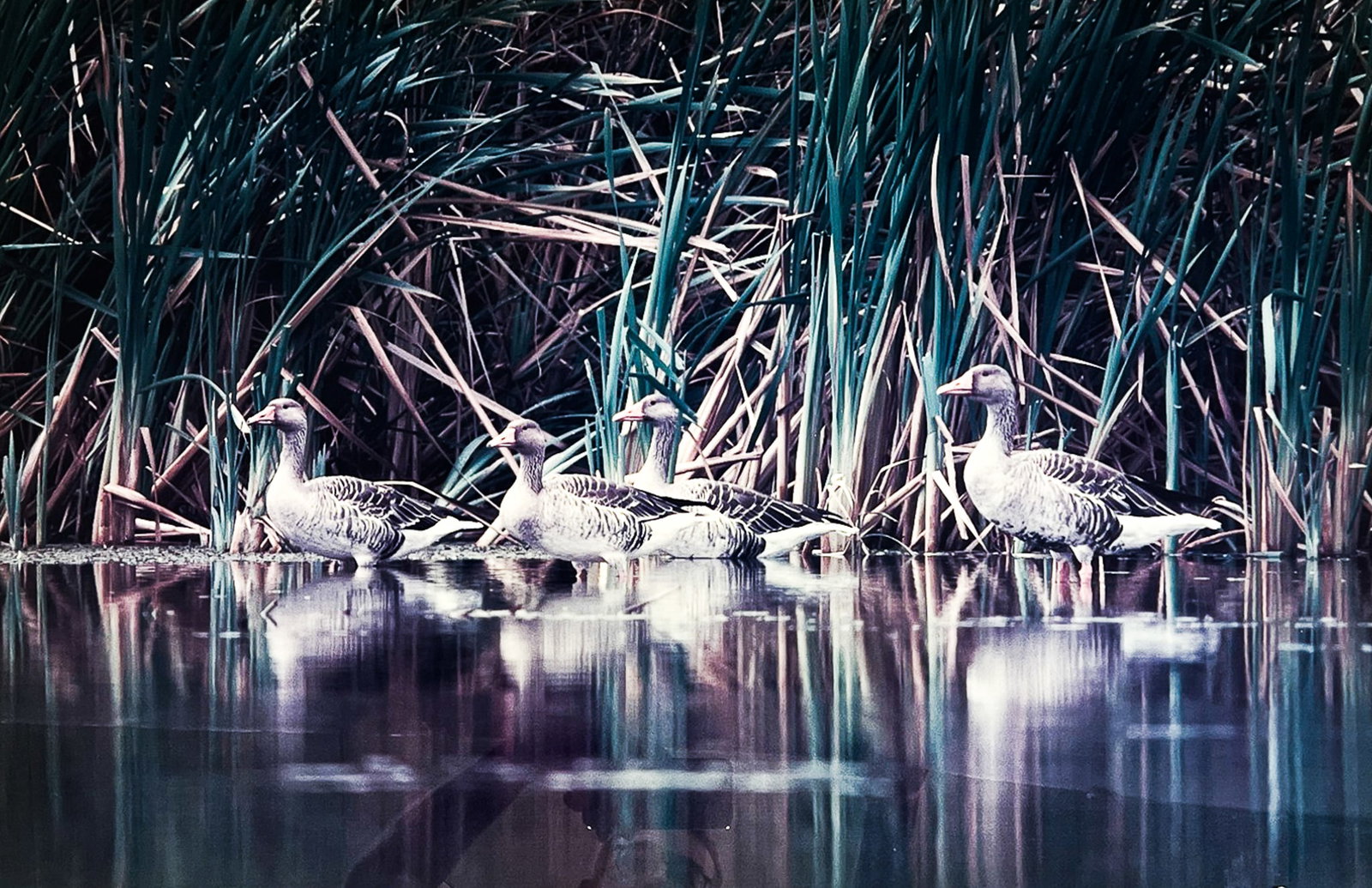 Art Wolfe "Greylag Geese" 1989 C-Print: Art Wolfe (b. 1951 Washington) "Greylag Geese" 1989 C-Print 21"x31" Image 28"x37" Framed. Pencil signed lower right. Excellent condition, not examined outside of framing.