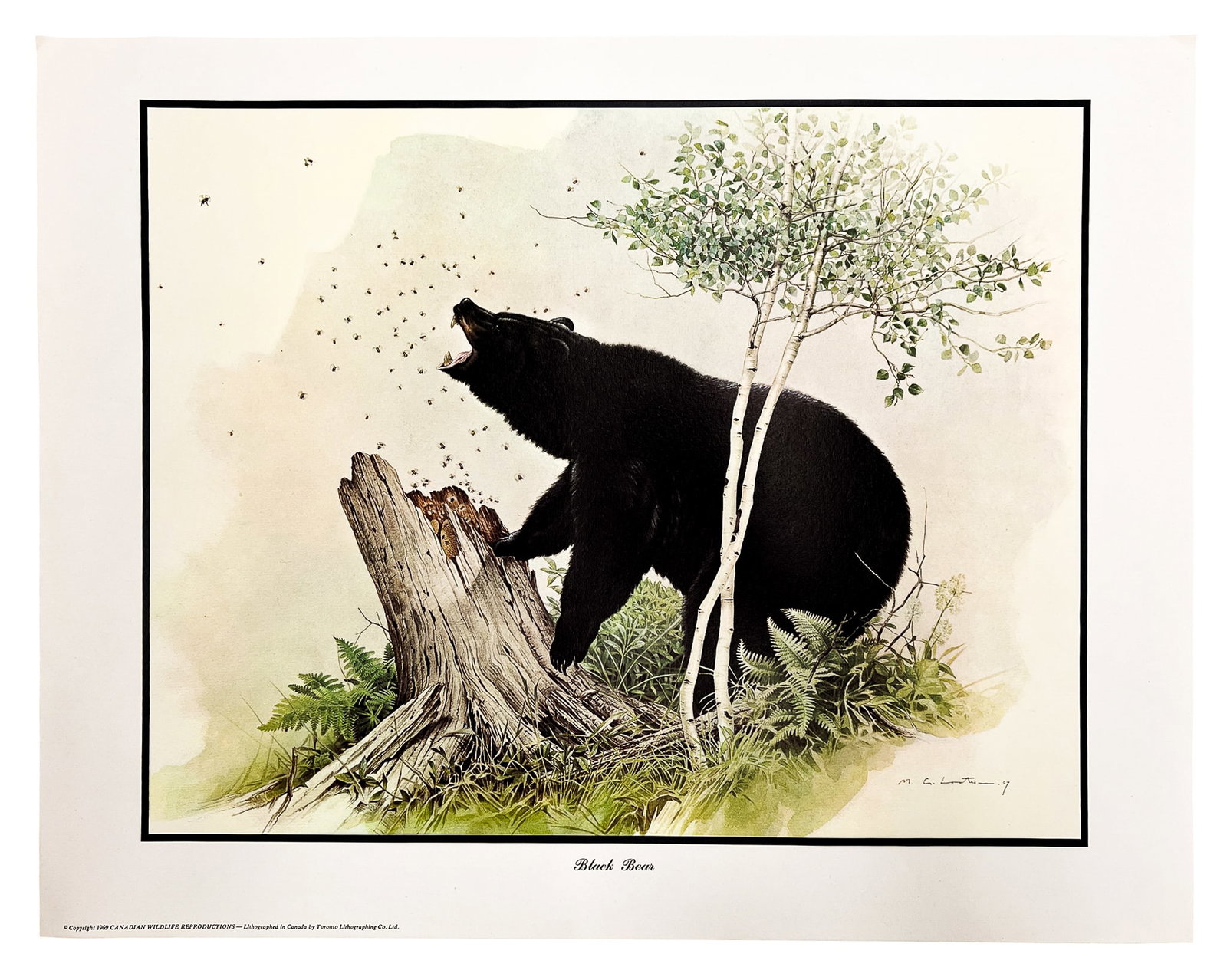 Martin Glen Loates "Black Bear" 1969 Lithograph - 2