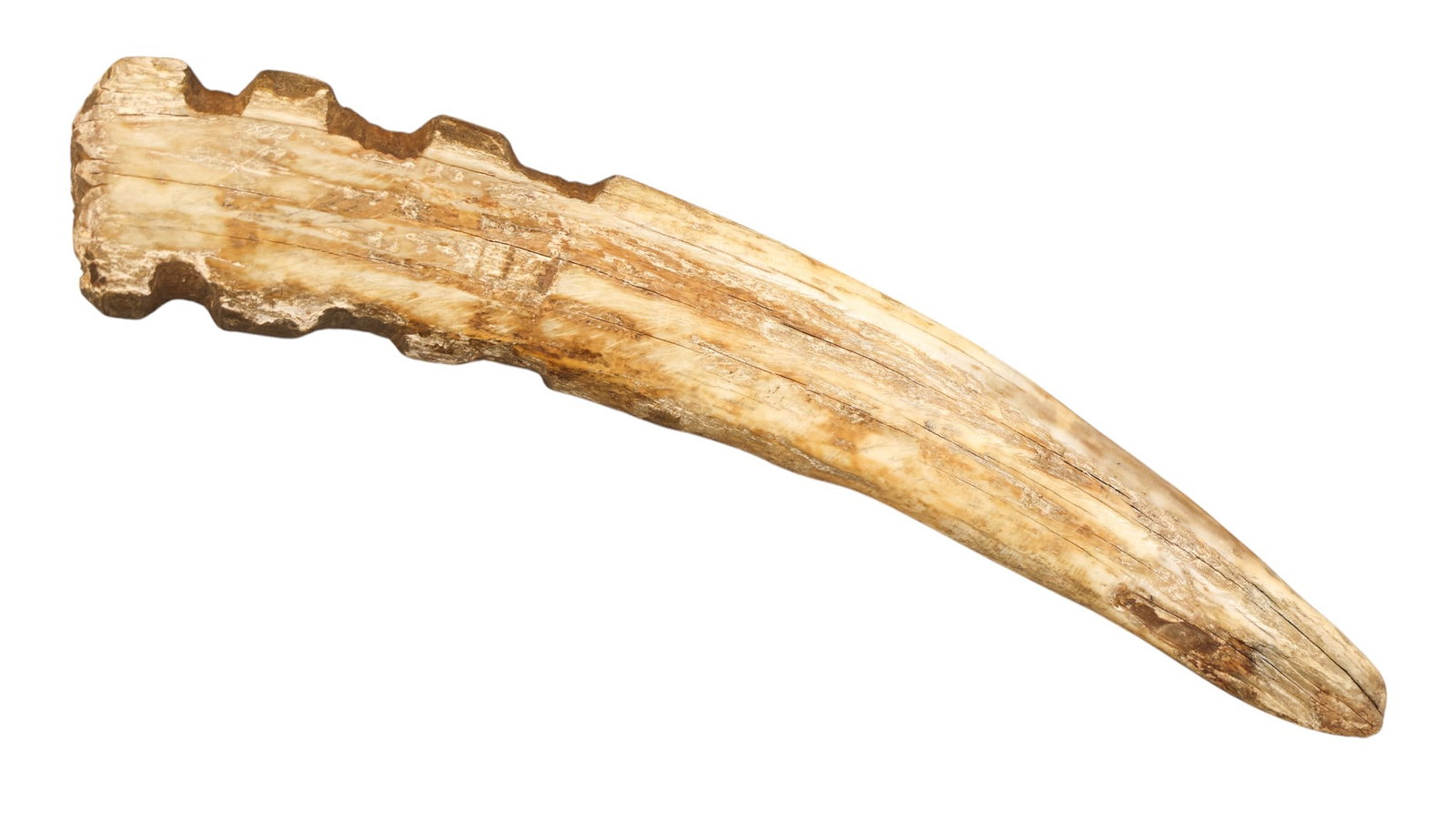 Antique Inupiaq Eskimo Fossilized Pick Head Implement - 2