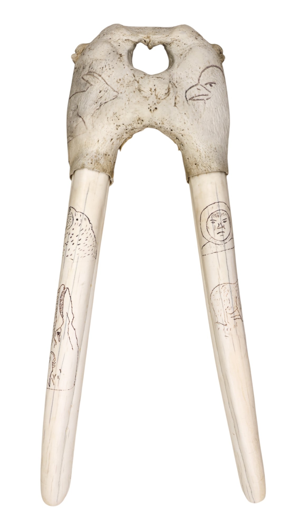 Old Inuit Eskimo Carved and Scrimshawed Walrus Taxidermy (1 of 3)