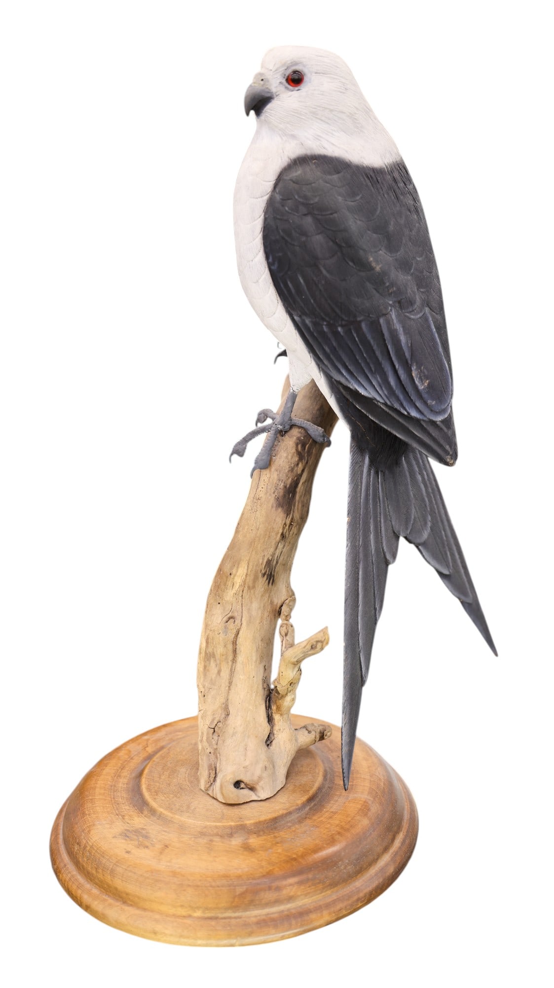 Artist Signed "Swallow-Tailed Kite Bird" 1984 Carved Model: Artist Signed "Swallow-Tailed Kite Bird" 1984 Carved Model 15"x11". Finely carved and painted wood. Illegibly signed on bottom. A few minor surface marks.