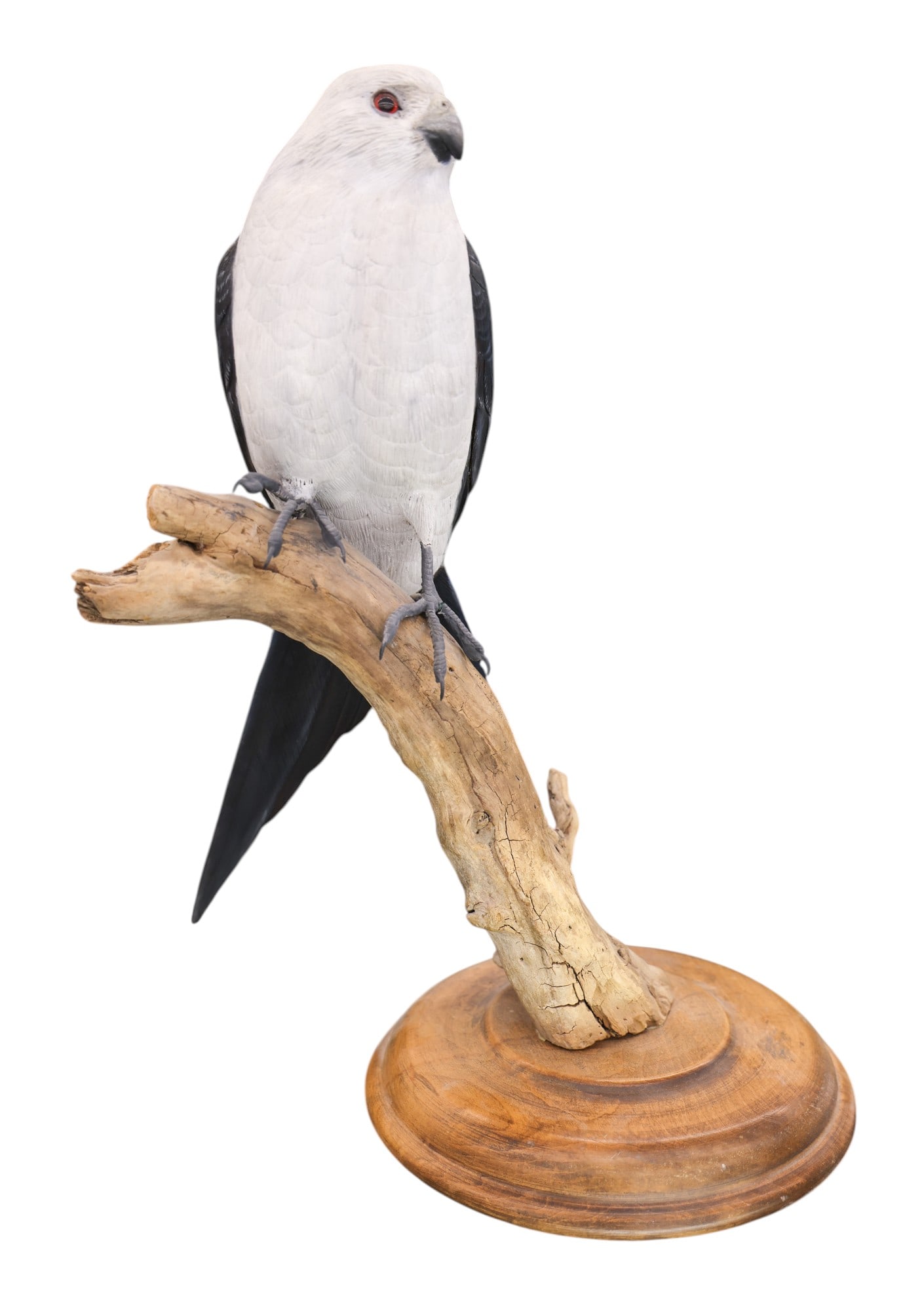 Artist Signed "Swallow-Tailed Kite Bird" 1984 Carved Model - 2