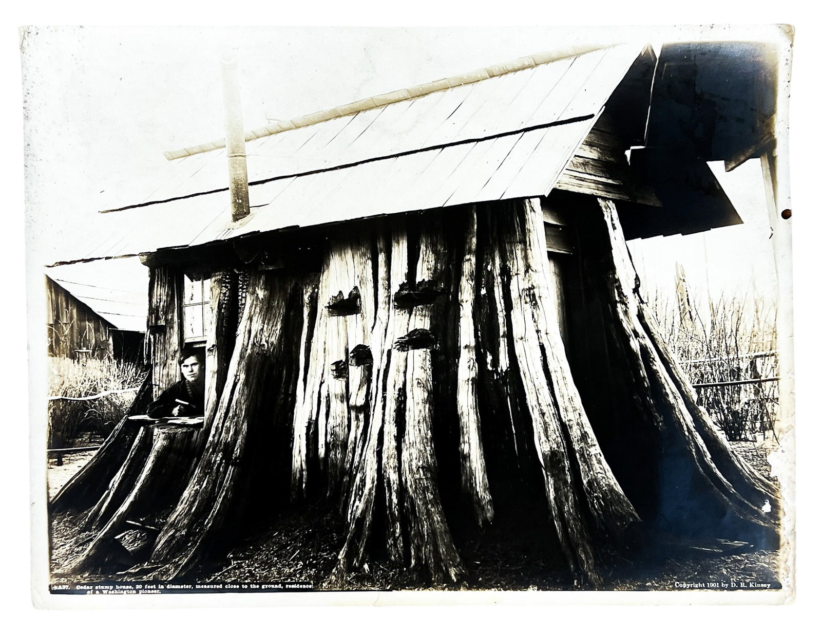 Darius Kinsey "Cedar Stump House" 1901 Photograph - 2