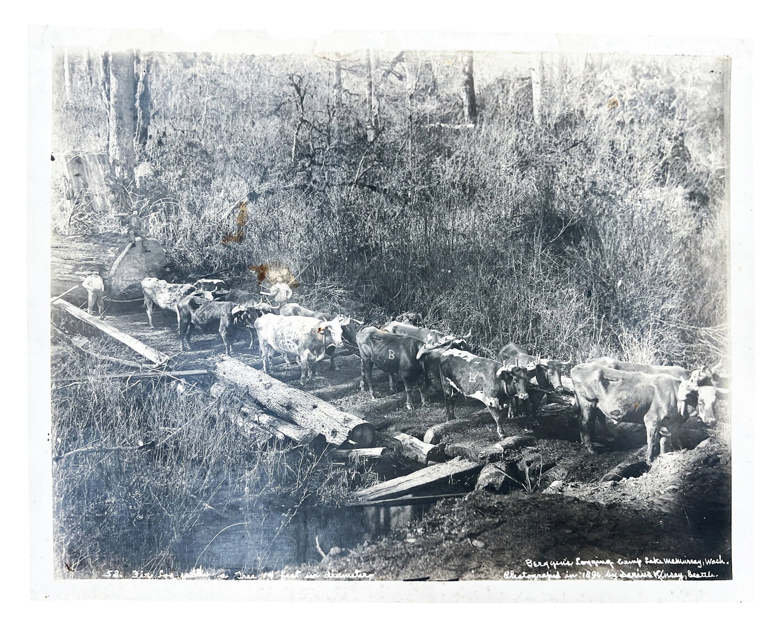 Darius Kinsey "Berggen's Logging Camp, McMurray WA" 1896 Photograph - 2