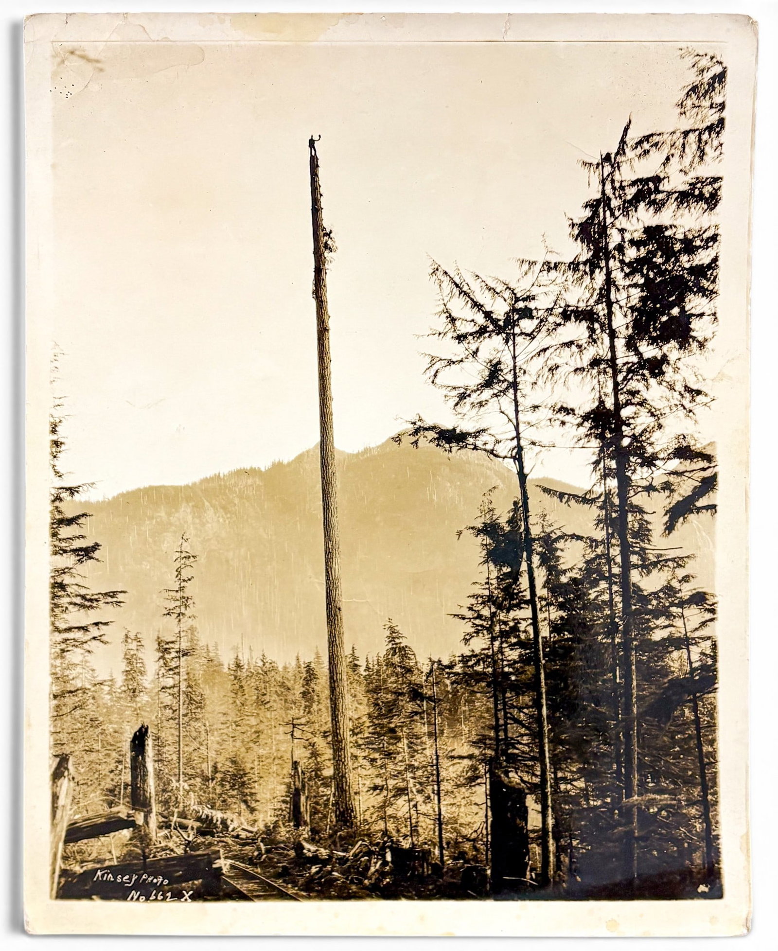 Kinsey Bros. "Man Atop Log" Photograph: Kinsey Bros. "Man Atop Log" Photograph 14"x11" Sheet. Loose, unframed. Signed lower left and numbered 662X. Minor creasing throughout, stains to edges.
