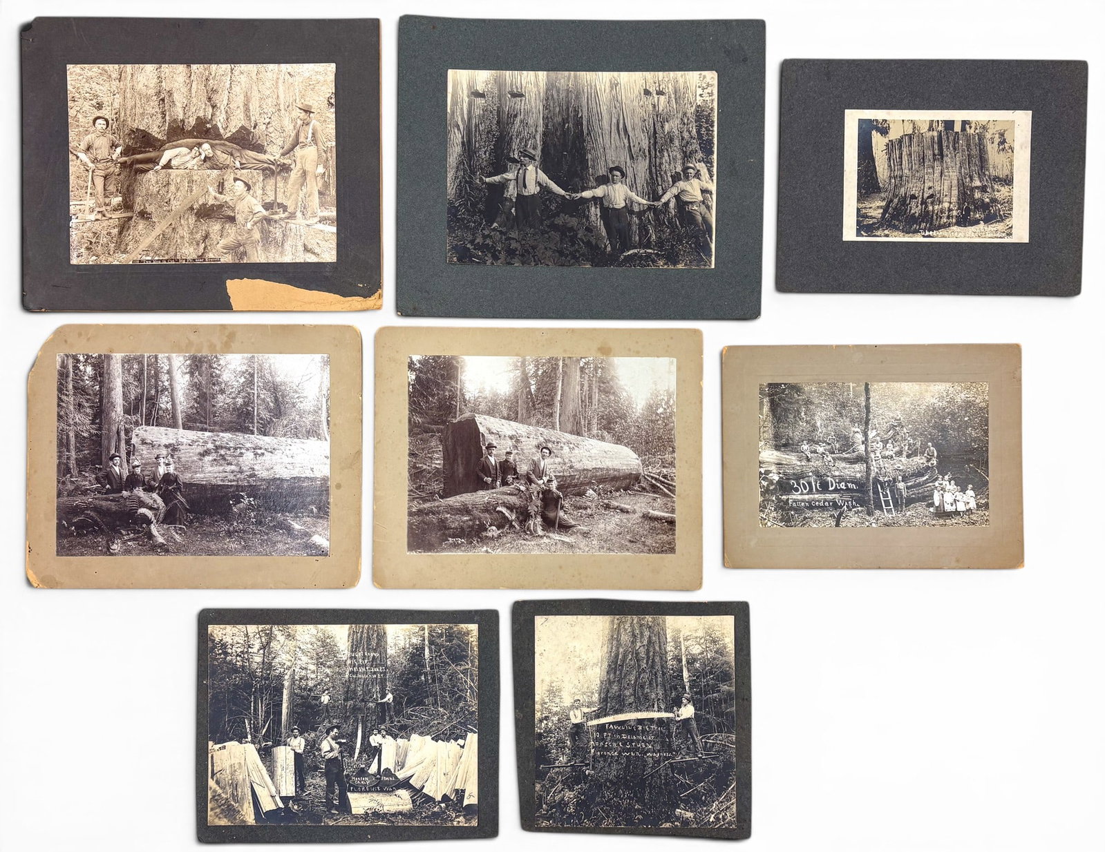 14pc Antique "Big Tree Trophies" Albumen Photographs etc. - 2
