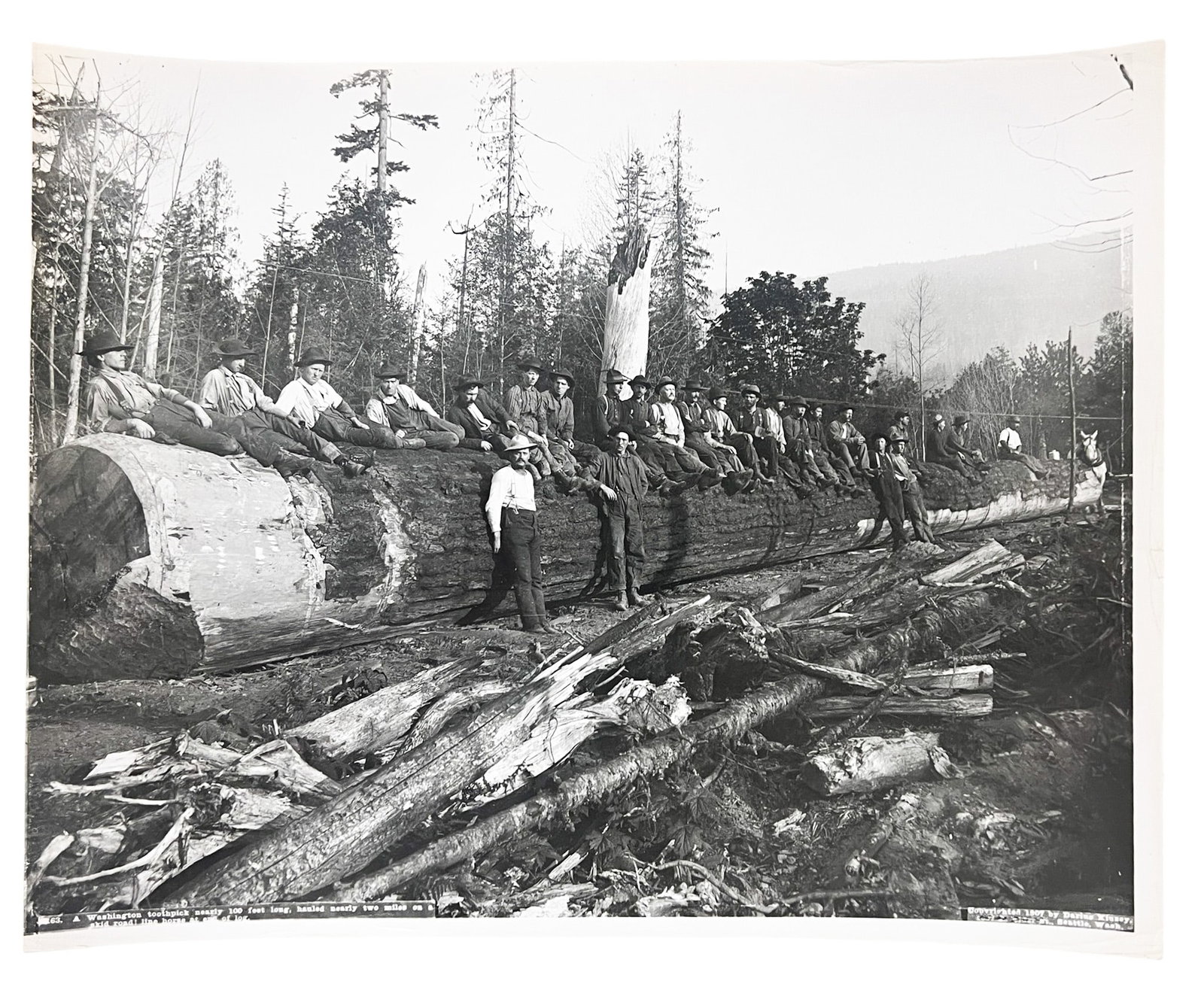 Darius Kinsey "A Washington Toothpick..." 1907 Photograph - 2