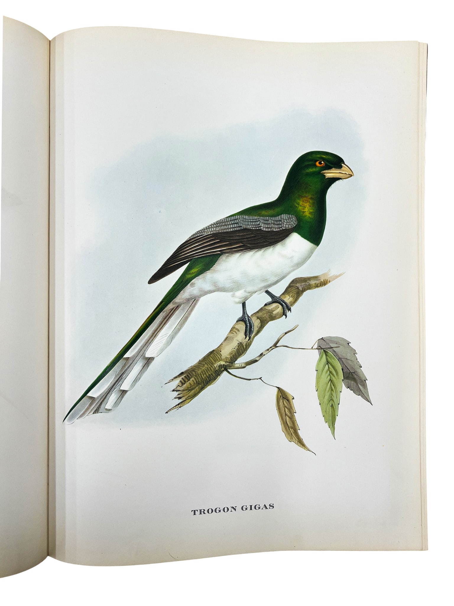 John Gould "Mr. Gould's Tropical Birds" 1955 Illustrated Book - 4