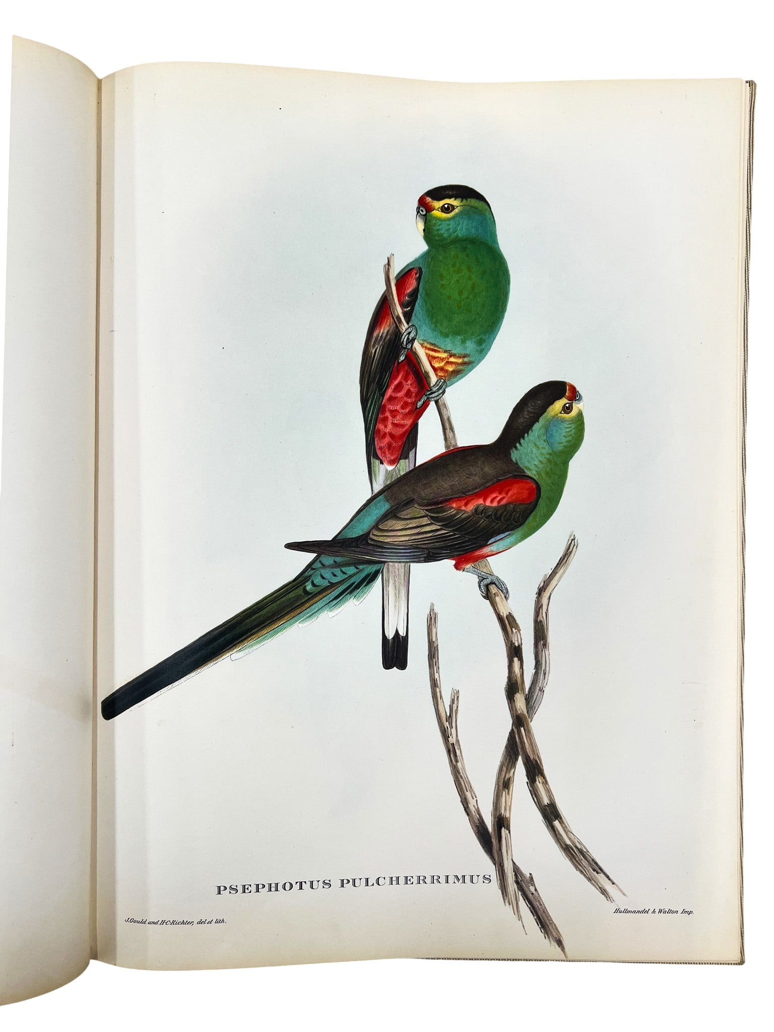 John Gould "Mr. Gould's Tropical Birds" 1955 Illustrated Book - 5