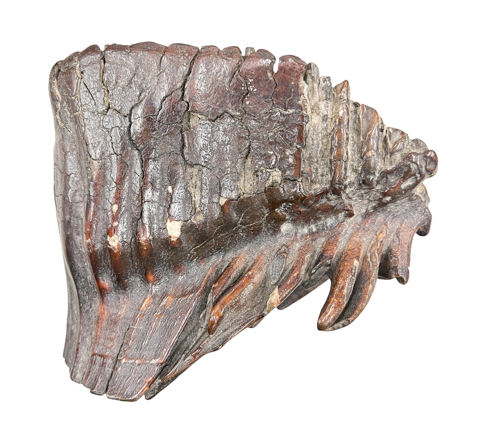 Ancient Wooly Mammoth Tooth Fossil - 2