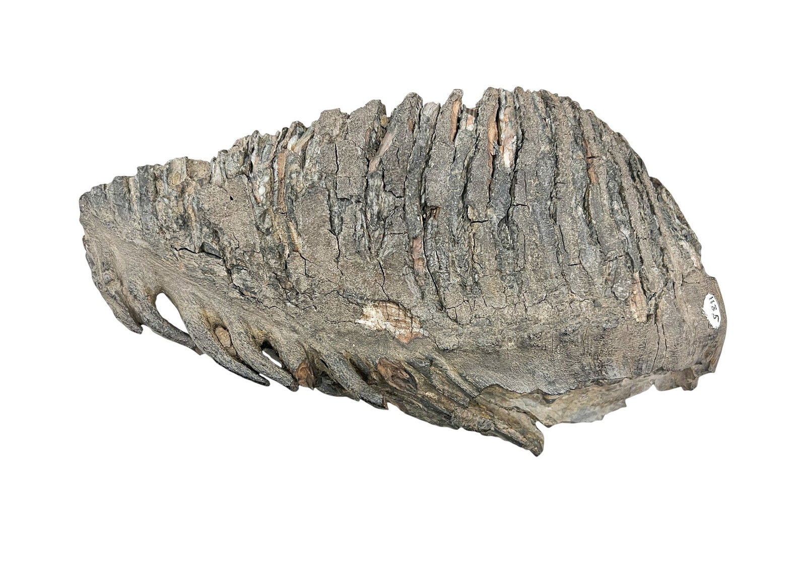 Ancient Wooly Mammoth Tooth Fossil - 2