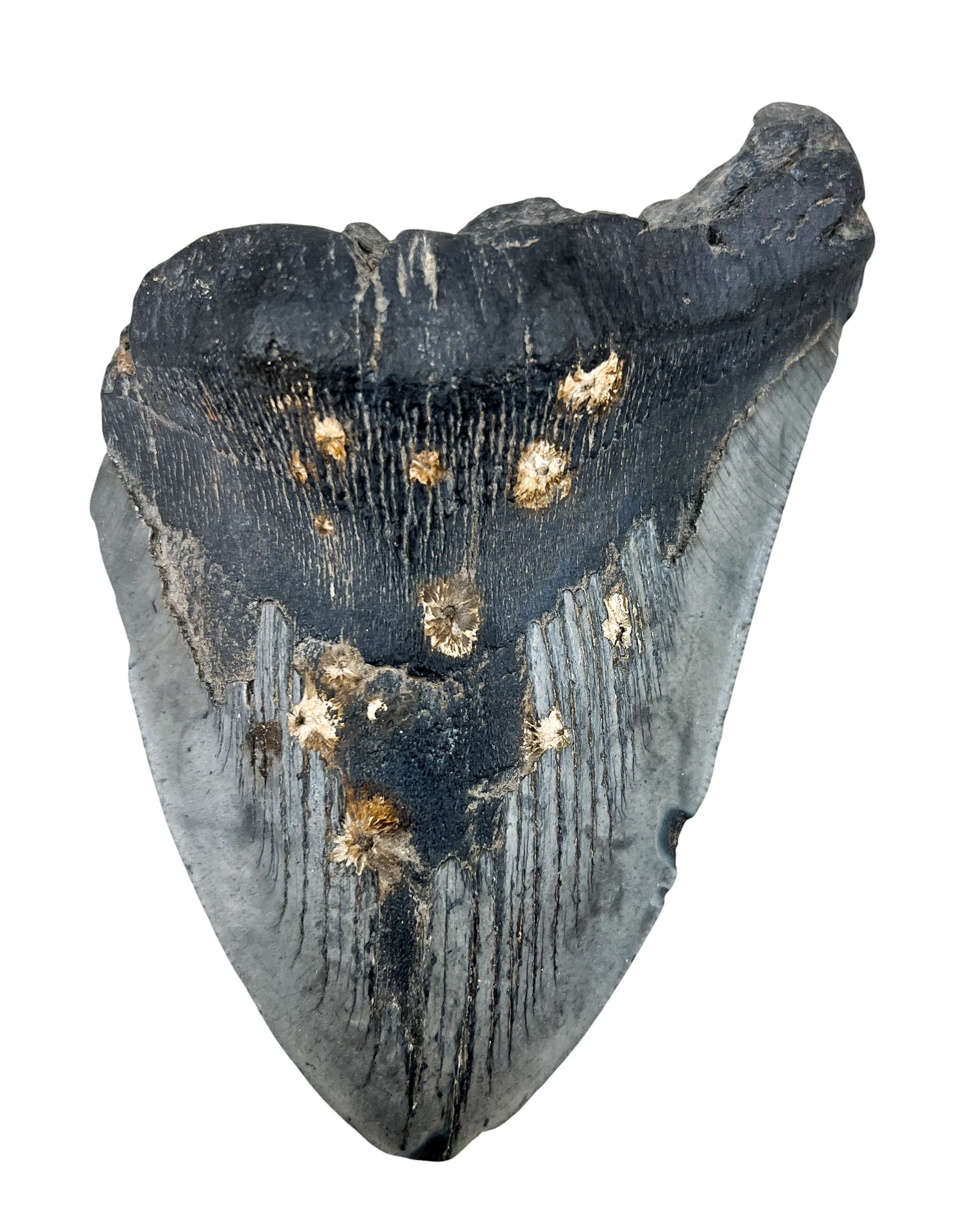 Ancient Megalodon Tooth Fossil - 2