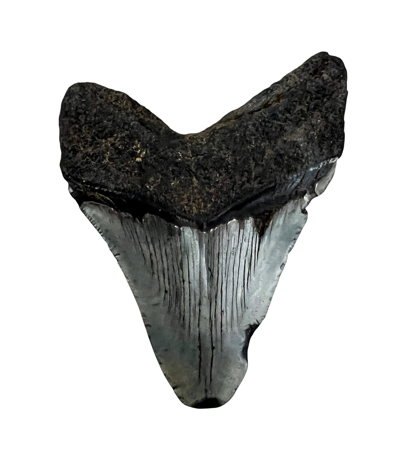Ancient Megalodon Tooth Fossil - 2