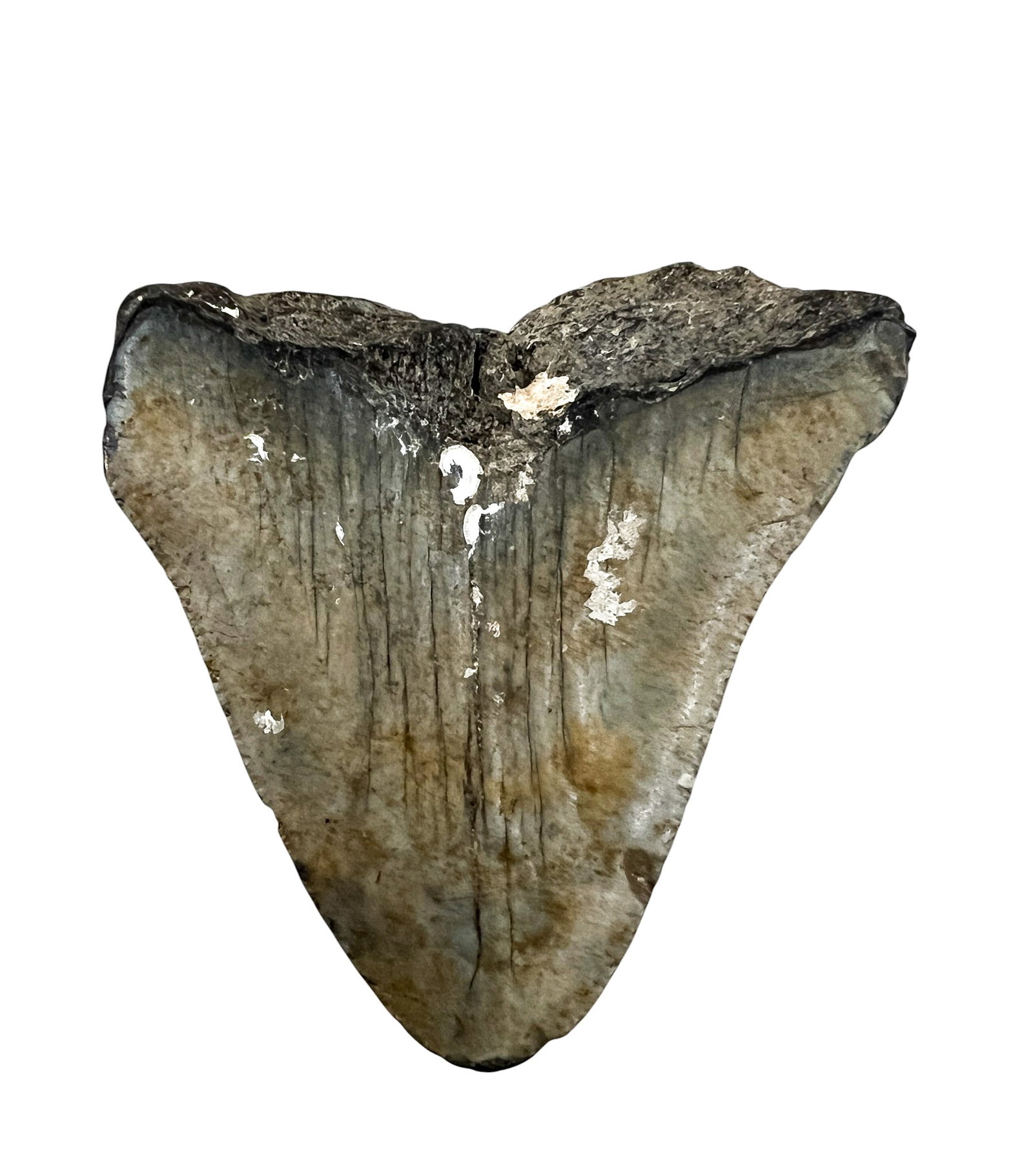 Ancient Megalodon Tooth Fossil - 2