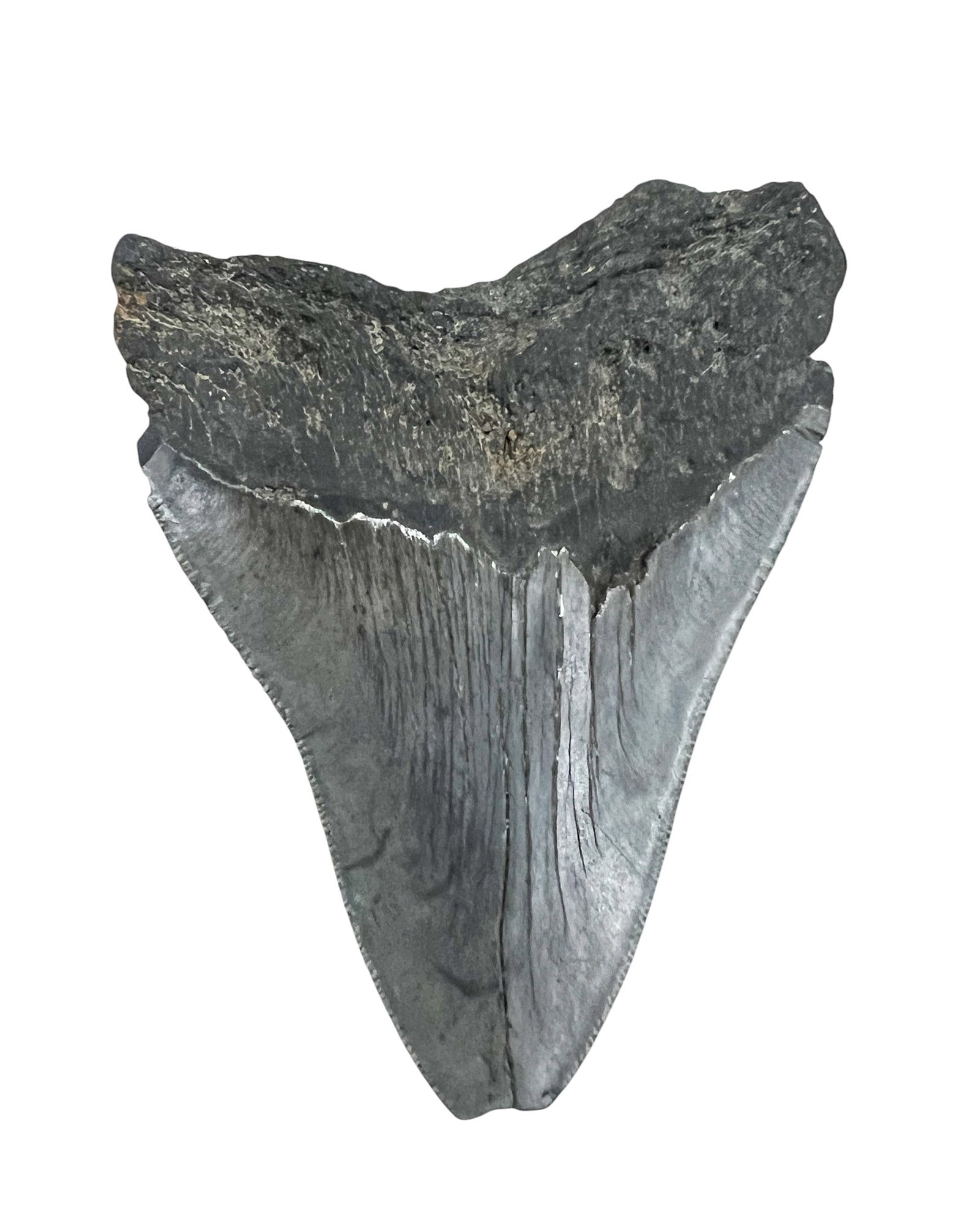 Ancient Megalodon Tooth Fossil - 2